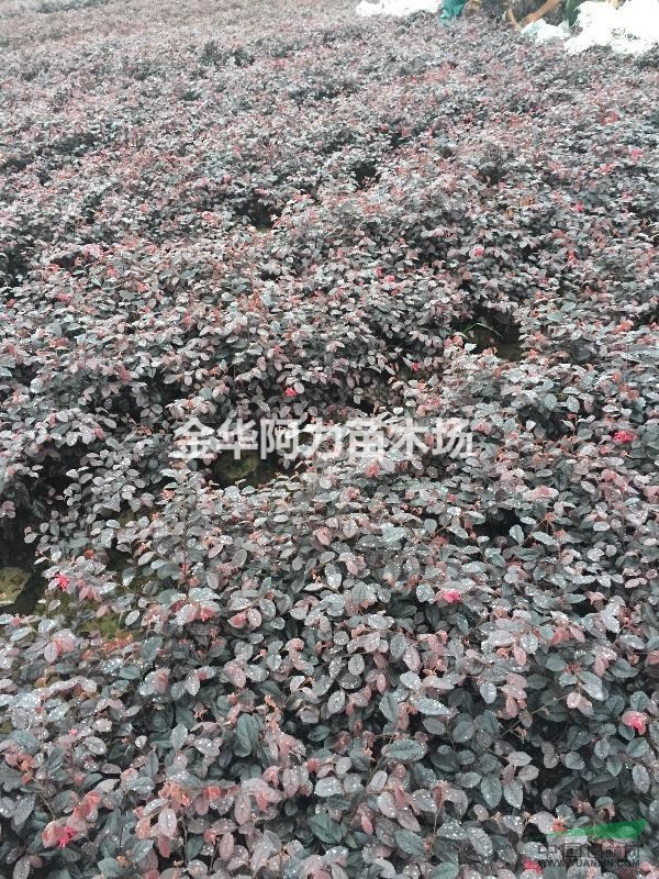 大量供應(yīng)紅葉石楠、金森女貞、紅花繼木杯苗