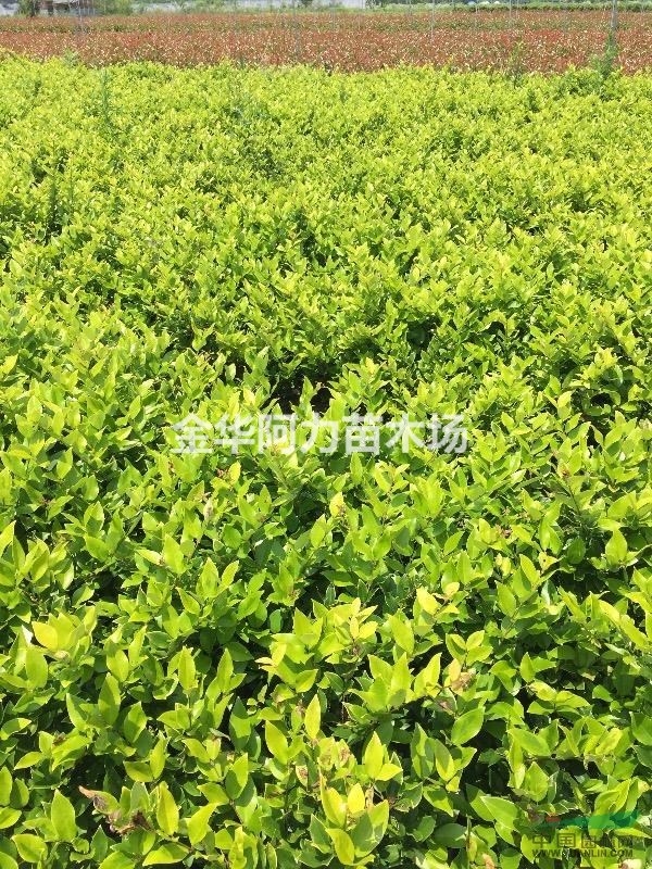 大量供應(yīng)紅葉石楠、金森女貞、紅花繼木杯苗