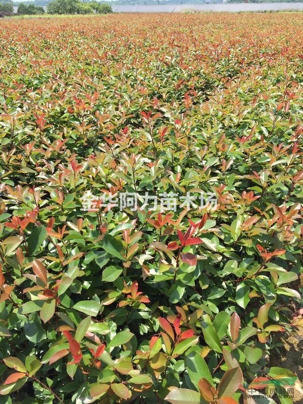 大量供應(yīng)紅葉石楠、金森女貞、紅花繼木杯苗