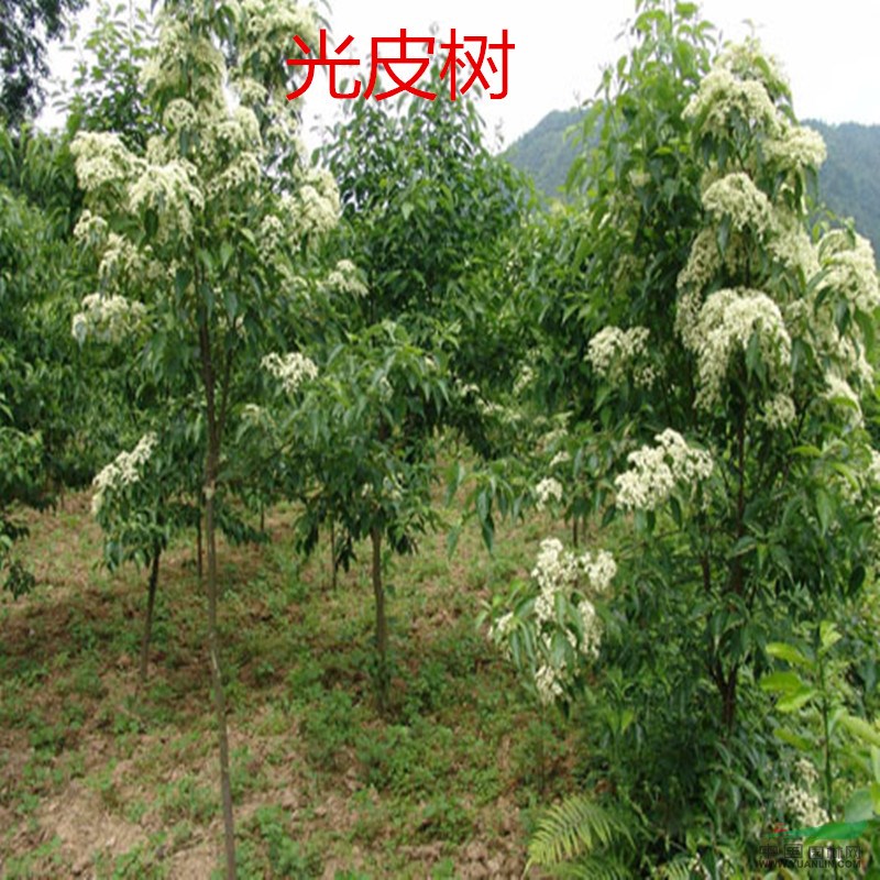 光皮樹種子 光皮樹苗木種子 光皮樹可加工柴油 發(fā)芽率高質(zhì)量保