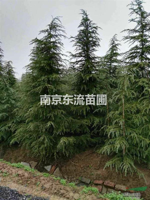 南京地區(qū)雪松2017報(bào)價(jià)