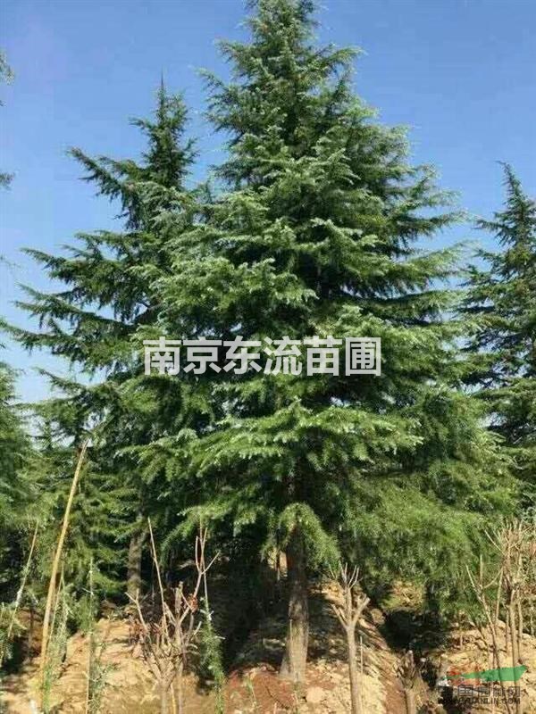 南京雪松報(bào)價(jià)
