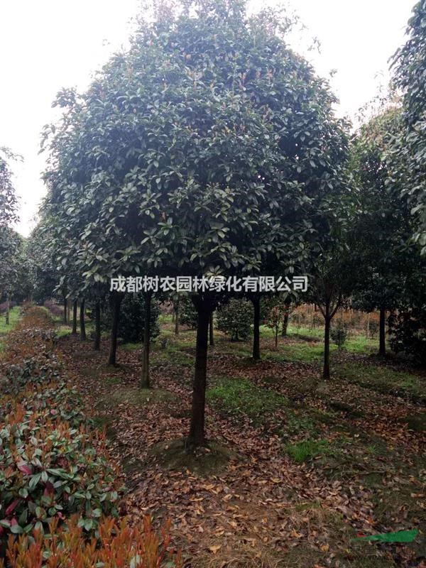 10公分桂花，各種貨都有，價(jià)格適中