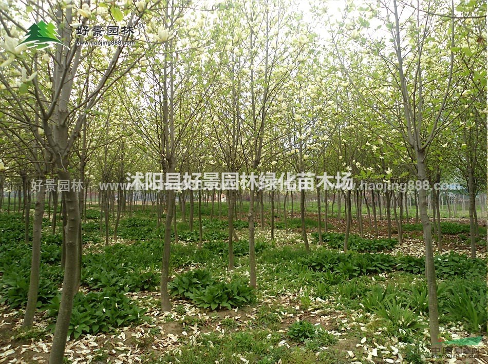 白玉蘭價(jià)格_白玉蘭圖片_白玉蘭產(chǎn)地_白玉蘭綠化苗木苗圃基地