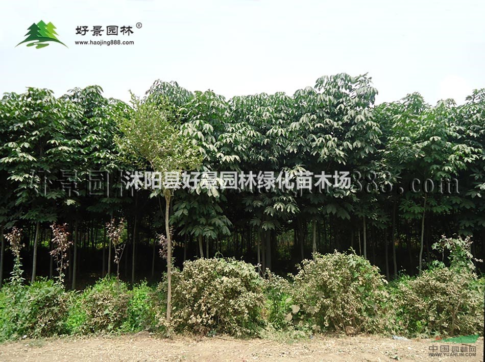 白花七叶树价格_白花七叶树产地_白花七叶树绿化苗木苗圃基地