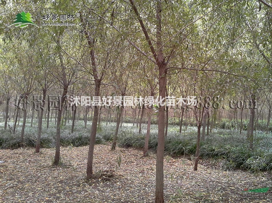 垂柳价格_垂柳图片_垂柳产地_垂柳绿化苗木苗圃基地