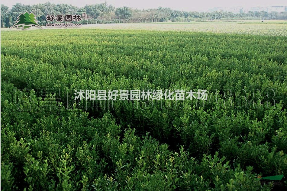 豆瓣黃楊價(jià)格_豆瓣黃楊產(chǎn)地_豆瓣黃楊綠化苗木苗圃基地