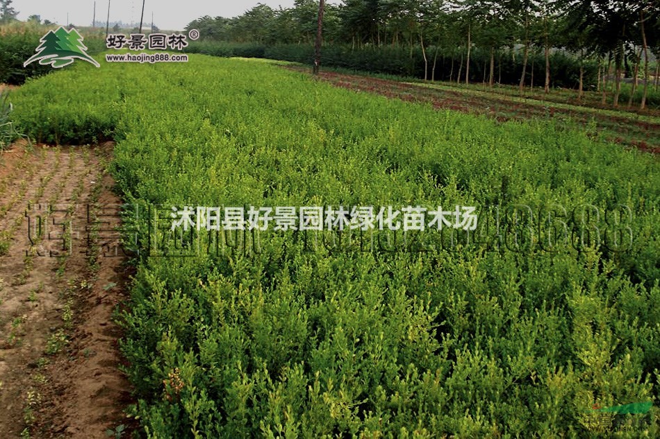 瓜子黃楊價(jià)格_瓜子黃楊產(chǎn)地_瓜子黃楊綠化苗木苗圃基地