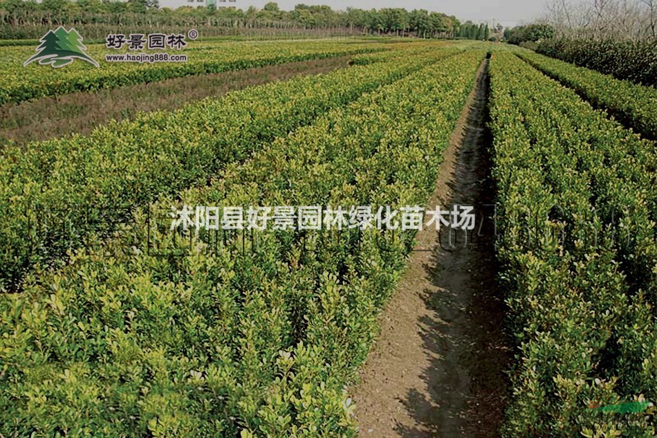 瓜子黃楊價(jià)格_瓜子黃楊產(chǎn)地_瓜子黃楊綠化苗木苗圃基地
