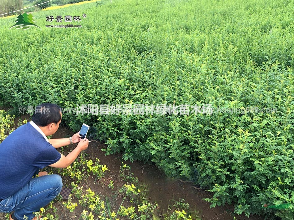 黃刺枚價格_黃刺枚圖片_黃刺枚產(chǎn)地_黃刺枚綠化苗木苗圃基地