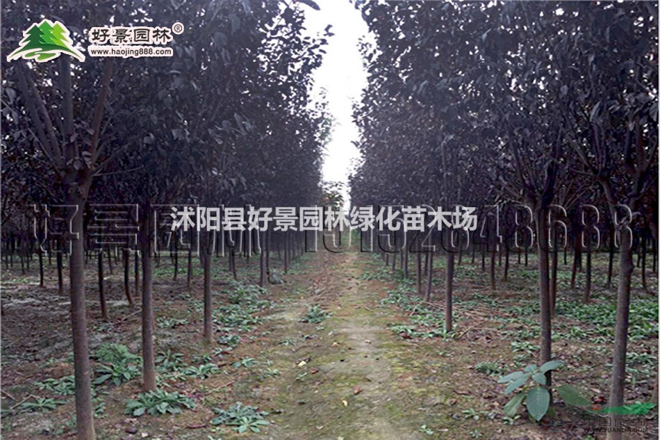 紅葉李價格_紅葉李圖片_紅葉李產(chǎn)地_紅葉李綠化苗木苗圃基地
