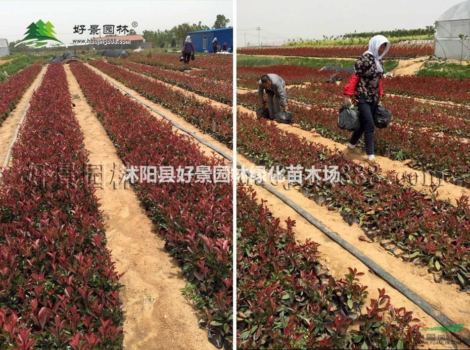 紅葉石楠價格_紅葉石楠產(chǎn)地_紅葉石楠綠化苗木苗圃基地