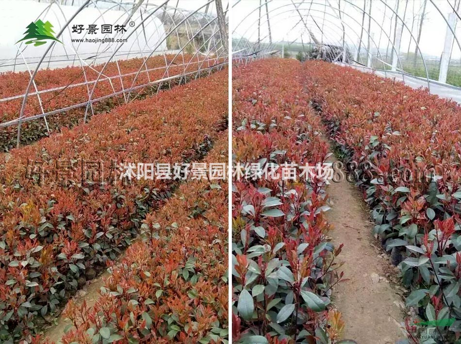 紅葉石楠價格_紅葉石楠產(chǎn)地_紅葉石楠綠化苗木苗圃基地