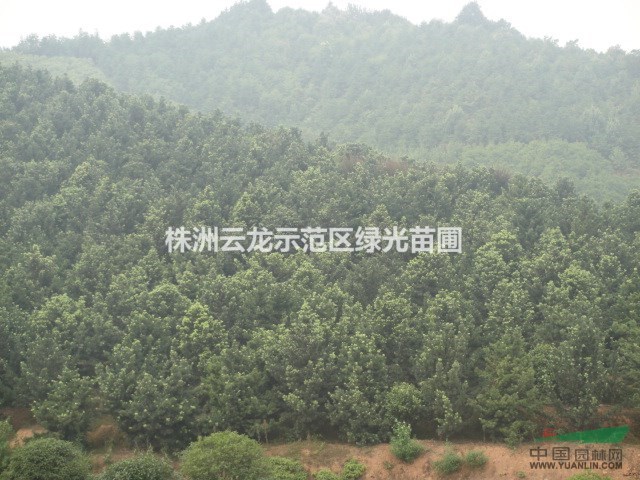 湖南羅漢松基地,羅漢松直銷(xiāo),湖南8公分羅漢松批發(fā)