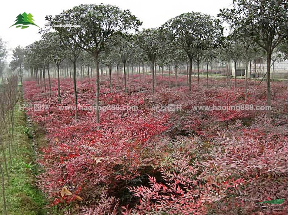 南天竺價格_南天竺圖片_南天竺產(chǎn)地_南天竺綠化苗木苗圃基地