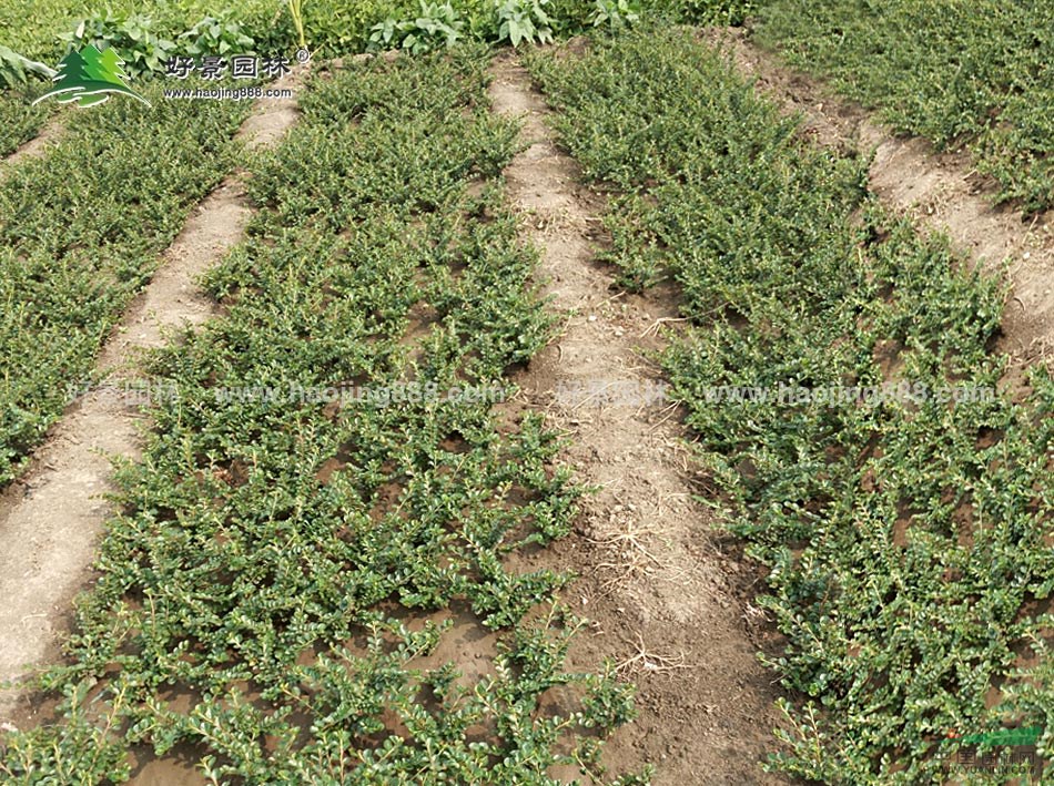 平枝荀子價格_平枝荀子產(chǎn)地_平枝荀子綠化苗木苗圃基地