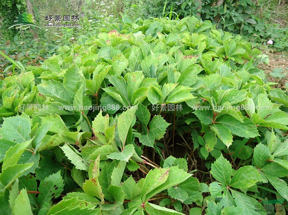 爬山虎價(jià)格_爬山虎圖片_爬山虎產(chǎn)地_爬山虎綠化苗木苗圃基地