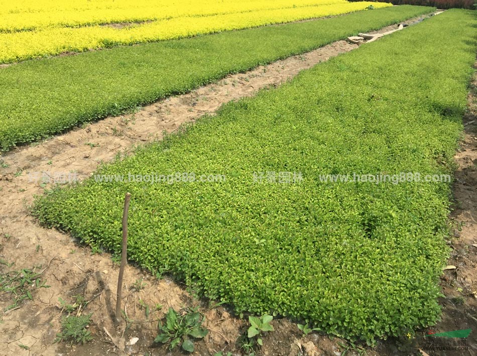 日本女貞價格_日本女貞產(chǎn)地_日本女貞綠化苗木苗圃基地