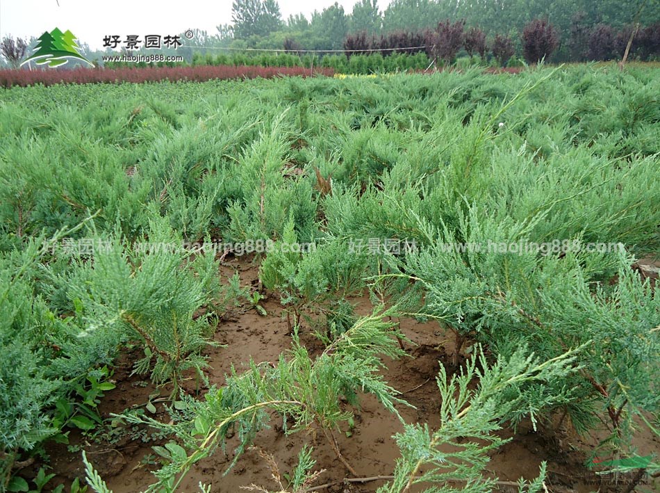 沙地柏價格_沙地柏圖片_沙地柏產地_沙地柏綠化苗木苗圃基地