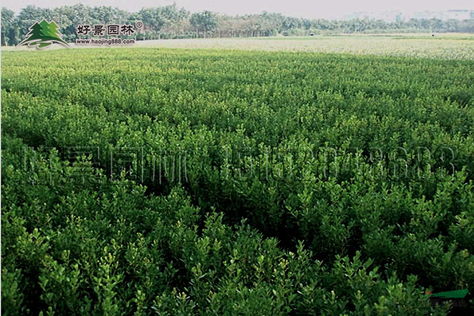 小葉黃楊價(jià)格_小葉黃楊產(chǎn)地_小葉黃楊綠化苗木苗圃基地