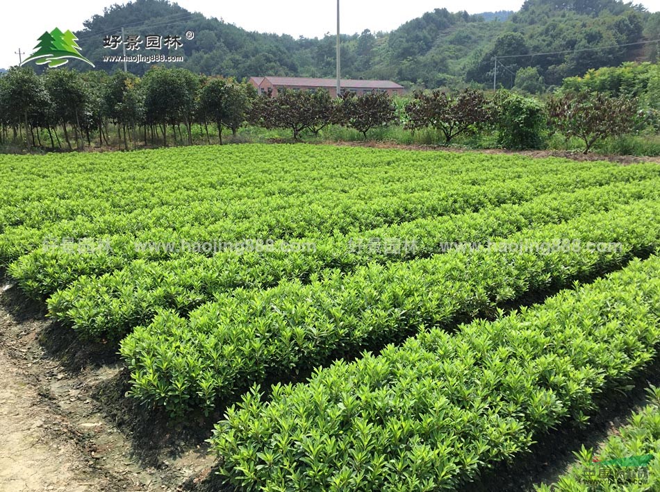 夏鵑價(jià)格_夏鵑圖片_夏鵑產(chǎn)地_夏鵑綠化苗木苗圃基地