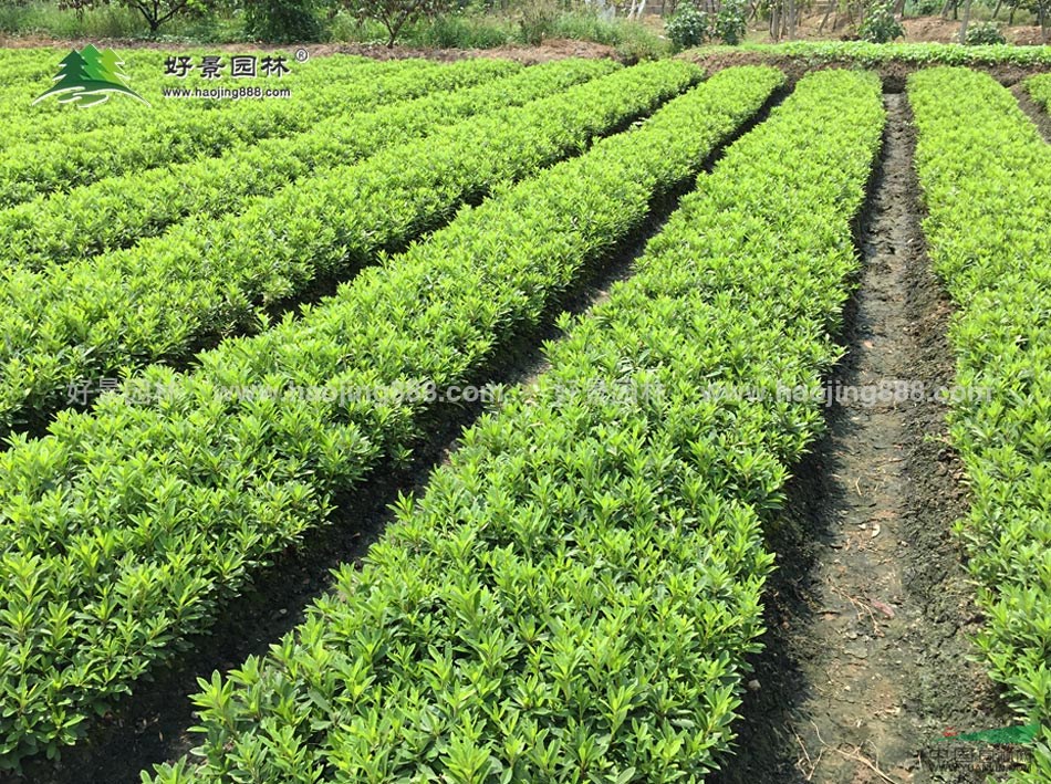 夏鵑價(jià)格_夏鵑圖片_夏鵑產(chǎn)地_夏鵑綠化苗木苗圃基地
