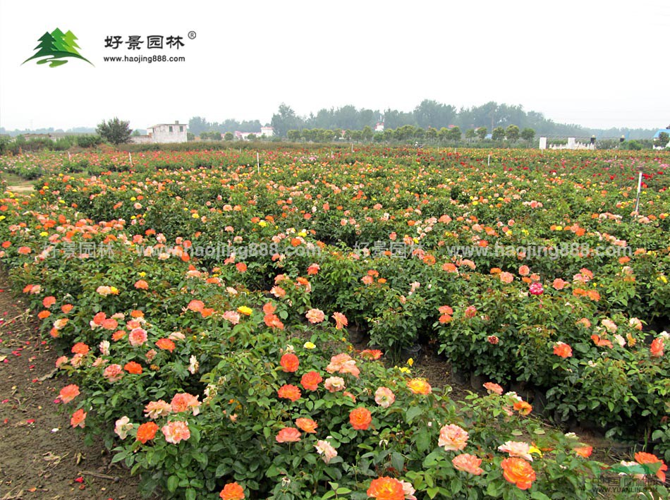 月季花價格_月季花圖片_月季花產(chǎn)地_月季花綠化苗木苗圃基地