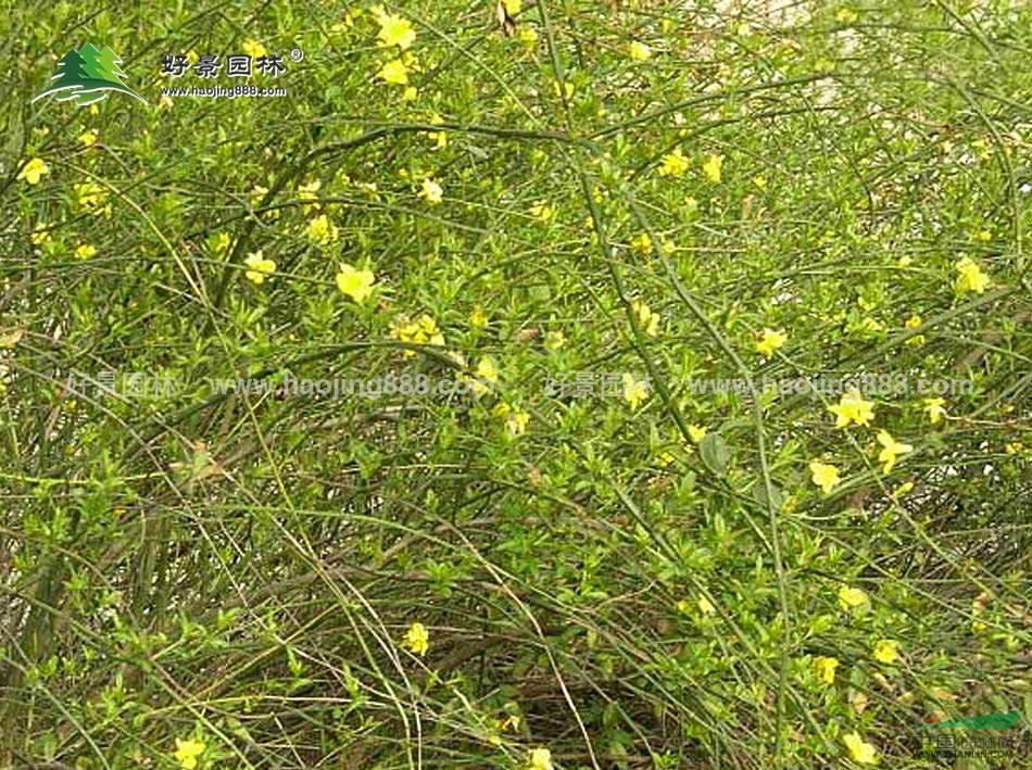 迎春價格_迎春圖片_迎春產(chǎn)地_迎春綠化苗木苗圃基地