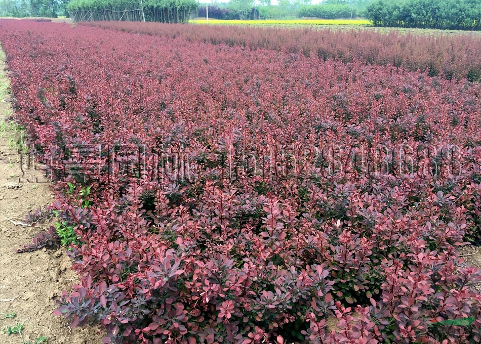 紫葉小檗價(jià)格_紫葉小檗產(chǎn)地_紫葉小檗綠化苗木苗圃基地