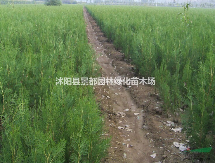 供應(yīng)壽心桃、金銀木、丁香、木槿、結(jié)香、木繡球、木香、夾竹桃