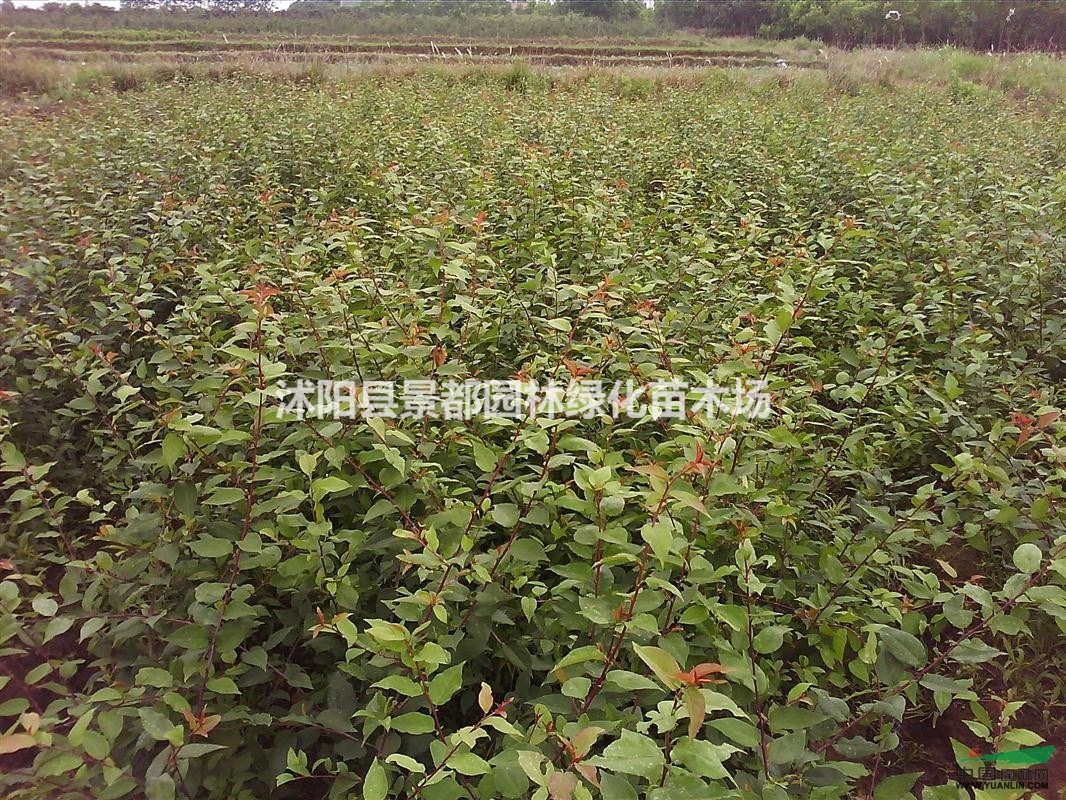 供應(yīng)壽心桃、金銀木、丁香、木槿、結(jié)香、木繡球、木香、夾竹桃