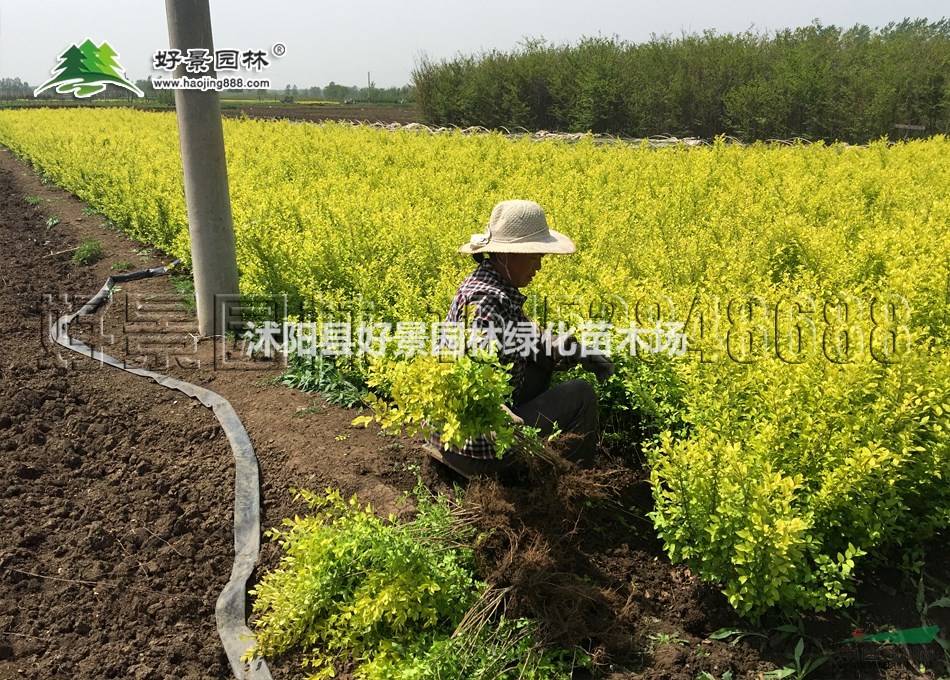 黃葉女貞價格_黃葉女貞產(chǎn)地_黃葉女貞綠化苗木苗圃基地