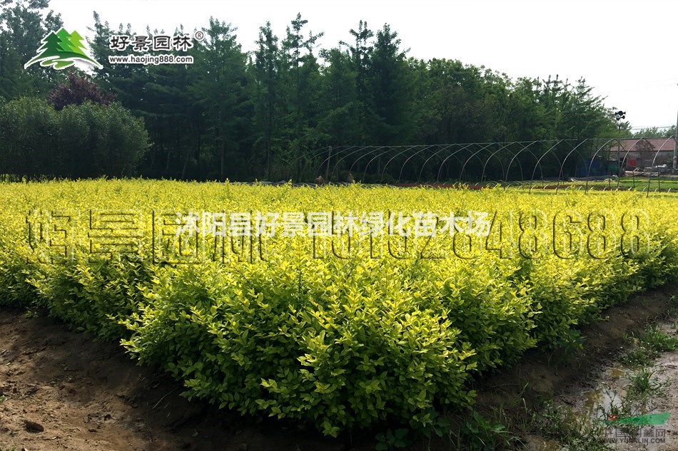 黃葉女貞價格_黃葉女貞產(chǎn)地_黃葉女貞綠化苗木苗圃基地