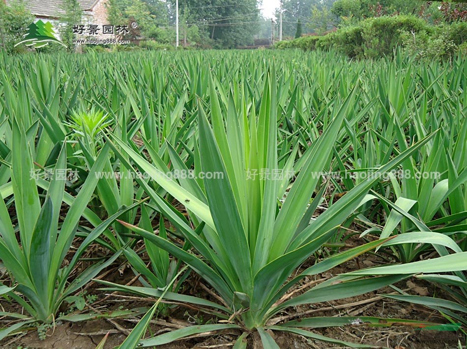 劍麻價(jià)格_劍麻圖片_劍麻產(chǎn)地_劍麻綠化苗木苗圃基地