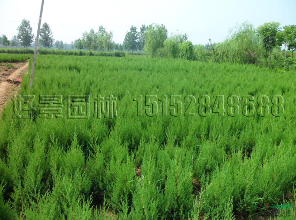 檜柏價(jià)格_檜柏圖片_檜柏產(chǎn)地_檜柏綠化苗木苗圃基地