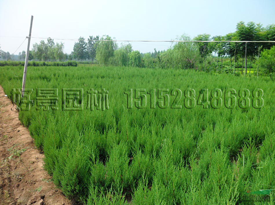 檜柏價(jià)格_檜柏圖片_檜柏產(chǎn)地_檜柏綠化苗木苗圃基地