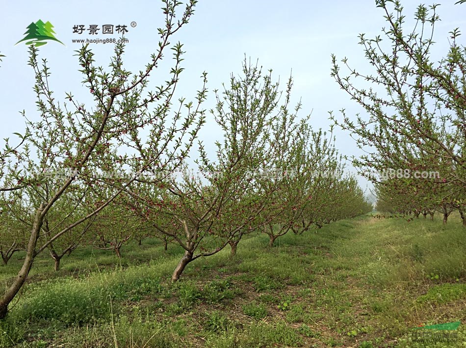 綠葉碧桃價格_綠葉碧桃產(chǎn)地_綠葉碧桃綠化苗木苗圃基地