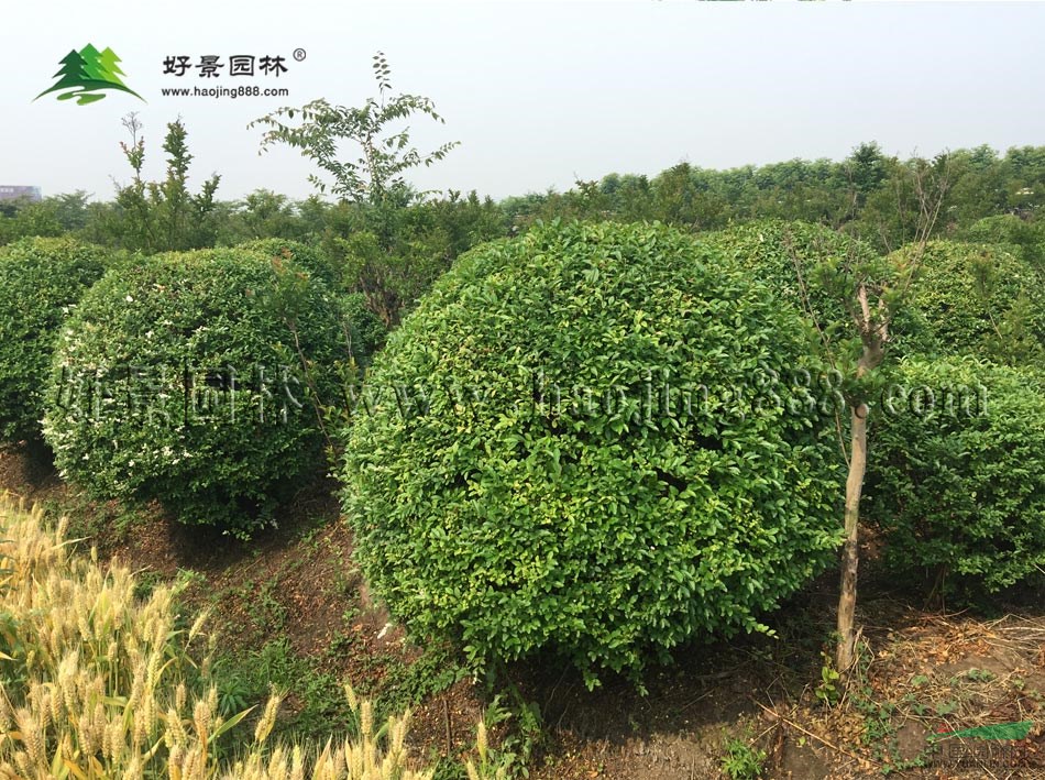 綠葉女貞球價格_綠葉女貞球產(chǎn)地_綠葉女貞球綠化苗木苗圃基地