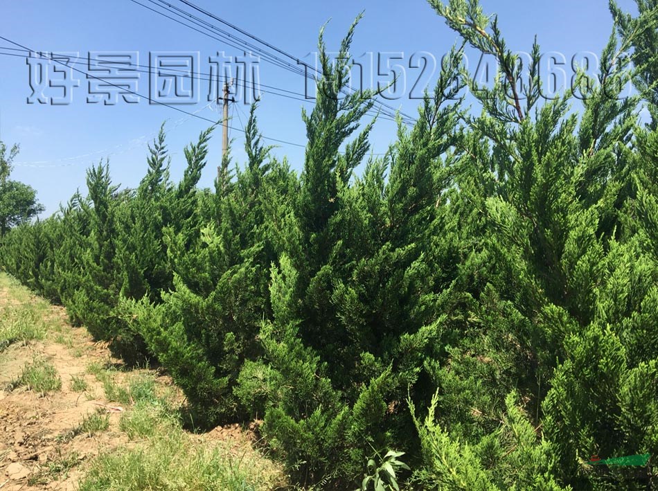 直升龍柏價格_直升龍柏產(chǎn)地_直升龍柏綠化苗木苗圃基地