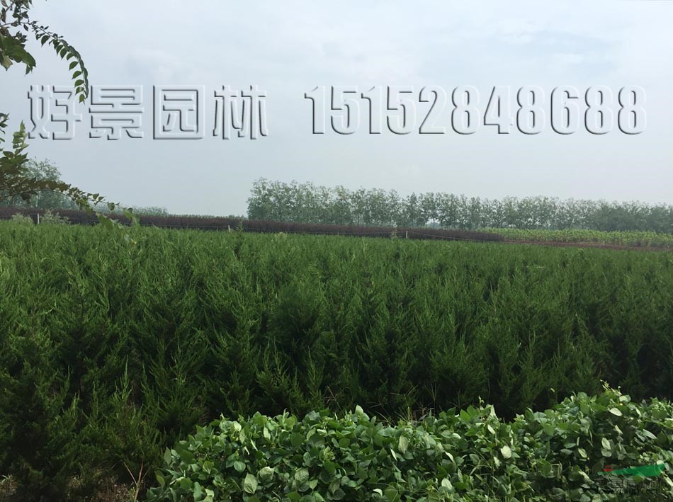 直生龍柏價(jià)格_直生龍柏產(chǎn)地_直生龍柏綠化苗木苗圃基地