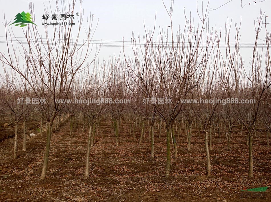 紫叶矮樱价格_紫叶矮樱产地_紫叶矮樱绿化苗木苗圃基地