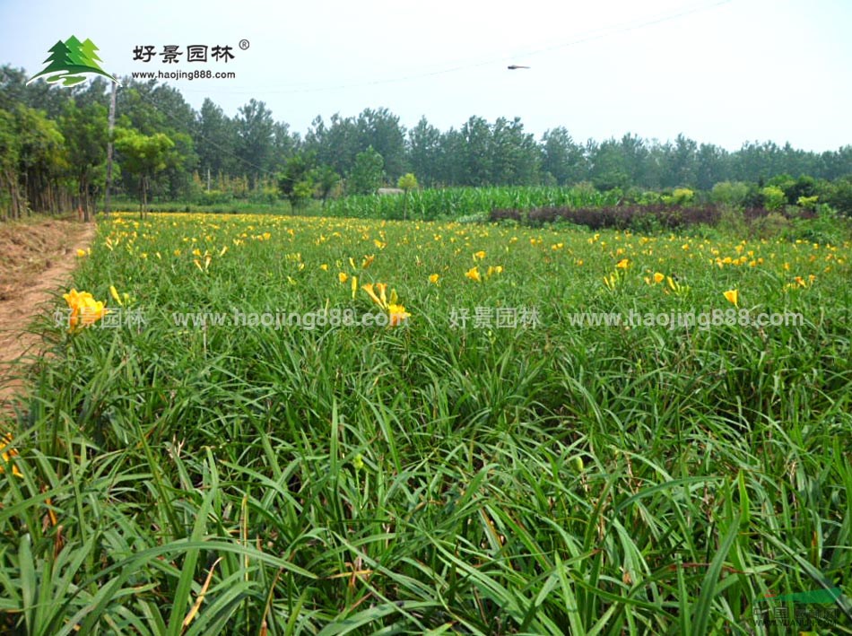 大花萱草價(jià)格_大花萱草產(chǎn)地_大花萱草綠化苗木苗圃基地