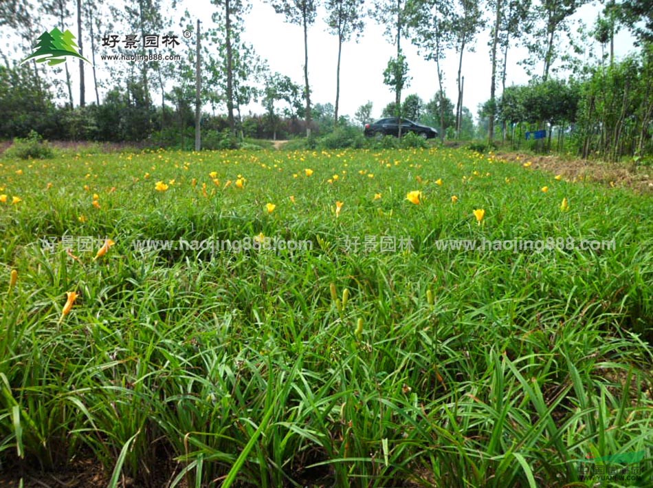 大花萱草價(jià)格_大花萱草產(chǎn)地_大花萱草綠化苗木苗圃基地