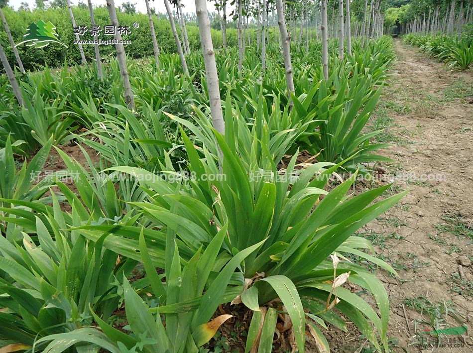 鳶尾價格_鳶尾圖片_鳶尾產(chǎn)地_鳶尾綠化苗木苗圃基地