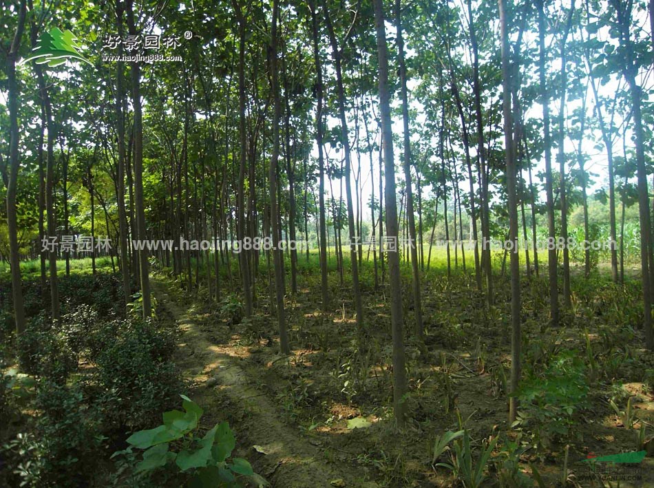 重阳木价格_重阳木图片_重阳木产地_重阳木绿化苗木苗圃基地