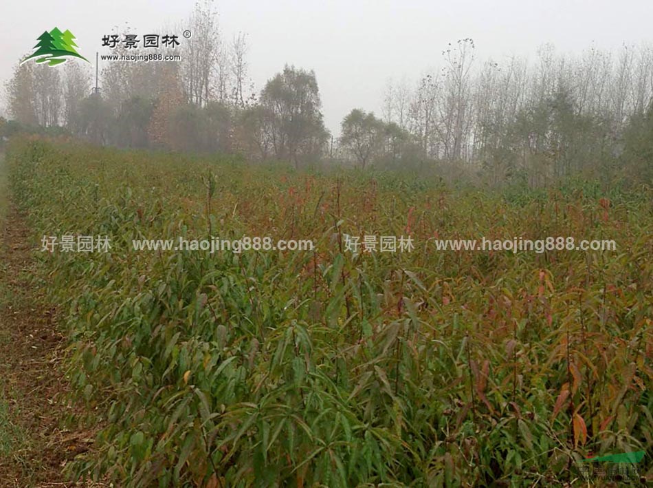 毛桃樹價(jià)格_毛桃樹圖片_毛桃樹產(chǎn)地_毛桃樹綠化苗木苗圃基地