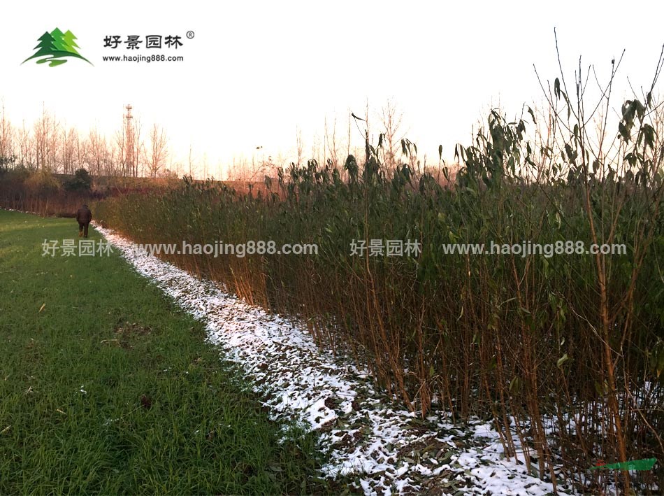 毛桃樹價(jià)格_毛桃樹圖片_毛桃樹產(chǎn)地_毛桃樹綠化苗木苗圃基地