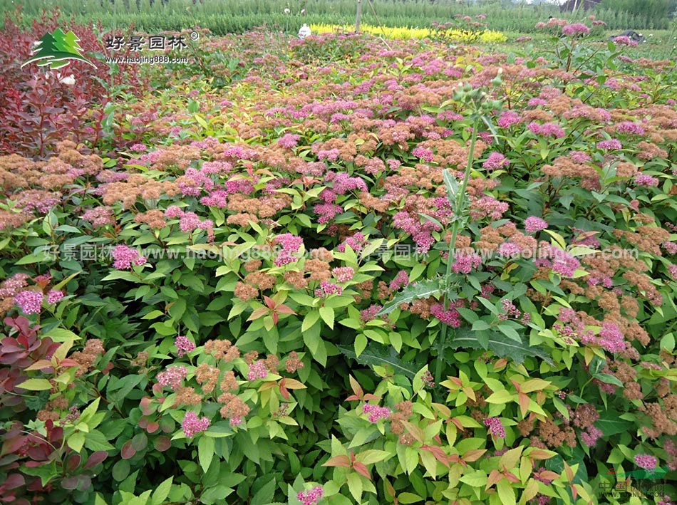 紅花繡線菊價格_紅花繡線菊產地_紅花繡線菊綠化苗木苗圃基地