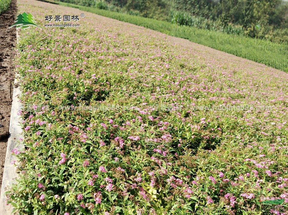 紅花繡線菊價格_紅花繡線菊產地_紅花繡線菊綠化苗木苗圃基地