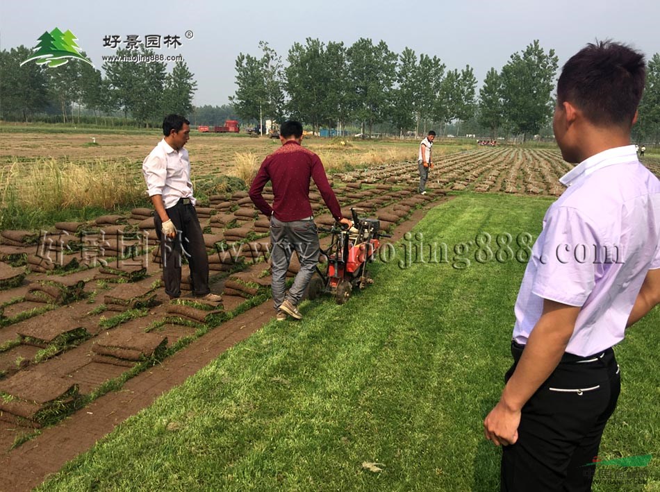 馬尼拉草坪價(jià)格_馬尼拉草坪產(chǎn)地_馬尼拉草坪草皮苗圃基地